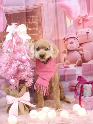 20241210マノアちゃん